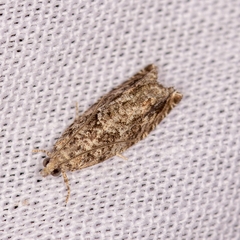 Tortricoidea