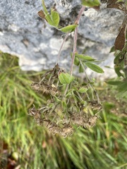 Potentilla caulescens