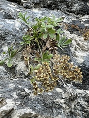 Potentilla caulescens