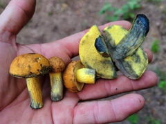 Boletus luridellus