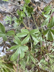 Potentilla caulescens