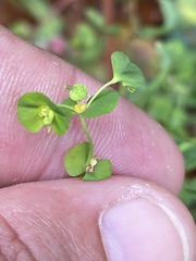 Euphorbia stricta