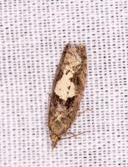 Epinotia brunnichana