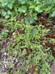 Euphorbia stricta