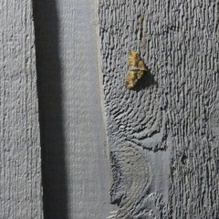 Xanthorhoe defensaria