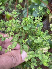 Euphorbia stricta