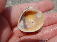 Chione elevata