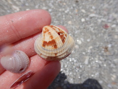 Chione elevata