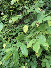 Staphylea pinnata