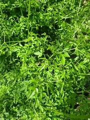 Clematis microphylla