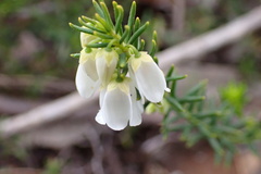 Tetratheca pilosa
