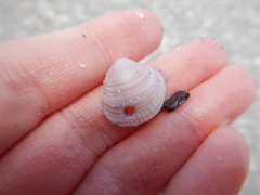 Chione elevata