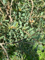 Leptospermum laevigatum