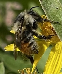 Bombus centralis