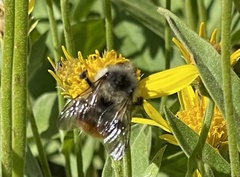 Bombus centralis