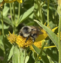 Bombus centralis
