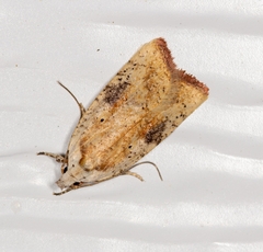 Agonopterix nervosa
