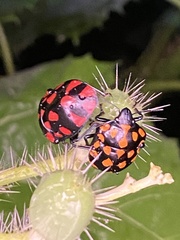 Pachycoris