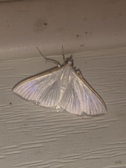 Diaphania costata