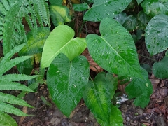 Schismatoglottis kotoensis