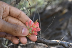 Castilleja lanata