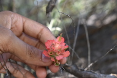 Castilleja lanata