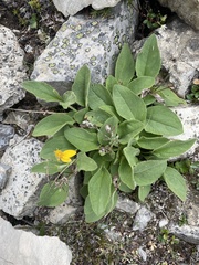 Arnica mollis