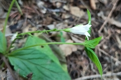 Spigelia