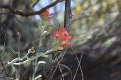 Castilleja lanata