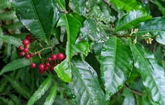 Ardisia