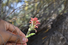 Castilleja lanata