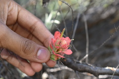 Castilleja lanata