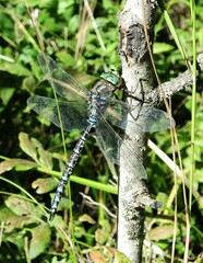 Aeshna canadensis