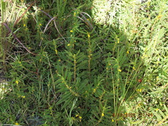 Chamaecrista nictitans