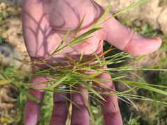 Muhlenbergia schreberi