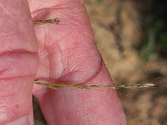 Muhlenbergia schreberi