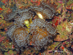 Fimbriaphyllia paraancora