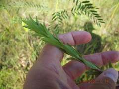 Solidago mexicana