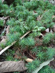 Dawsonia