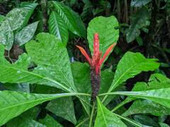 Aphelandra crenata