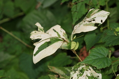 Persicaria filiformis