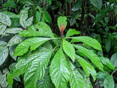 Aphelandra crenata