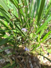 Dianella brevicaulis