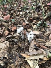 Monotropastrum humile