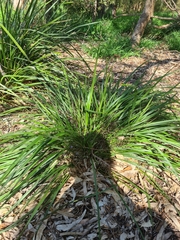 Dianella brevicaulis