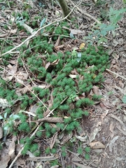 Dawsonia