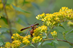 Polistes rubiginosus
