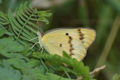 Colotis fausta