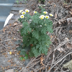 Tanacetum parthenium