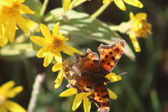 Polygonia gracilis